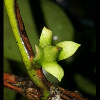 Diospyros oppositifolia Thwaites